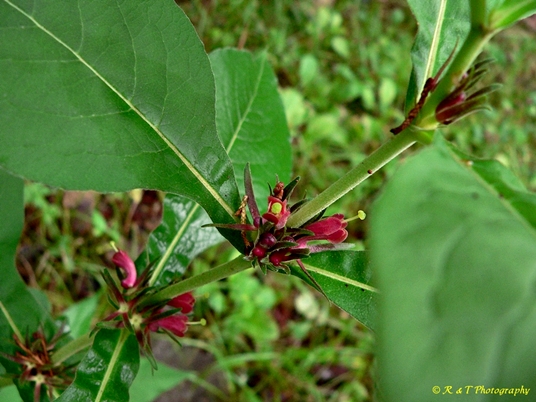 {Triosteum perfoliatum}